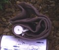 RANGER MINNOW SEINES